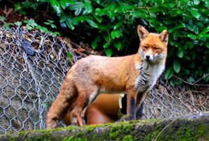 image of a fox at west gate cemetery